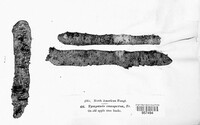Tympanis conspersa image